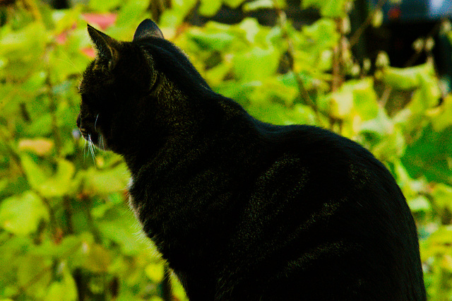 Luna, Garten, Benneckenstein