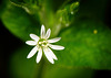 Die zarten Blüten der Sternmiere :))  The delicate flowers of the Stellaria :))  Les fleurs délicates du stellaria :))