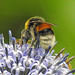 20230716 2185CPw [D~LIP] Kugeldistel, Dunkle Erdhummel (Bombus terrestris), Bad Salzuflen