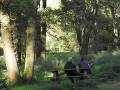 (Hbm) Bald in the Forest