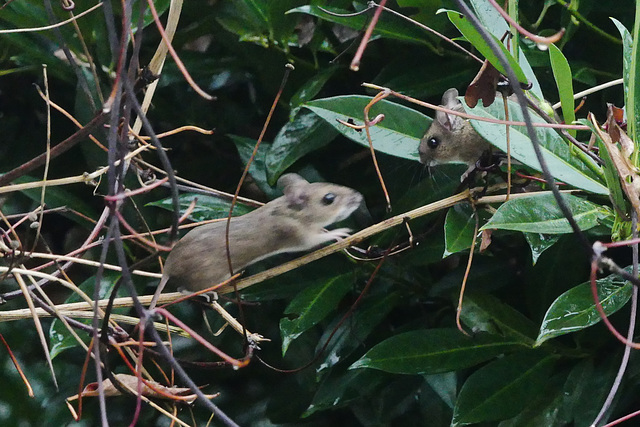 Auf dem Weg zwischen Versteck und Futter im Vogelhaus