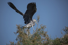 20150518 7877VRTw [R~F] Graureiher (Ardea cinerea), Parc Ornithologique, Camargue