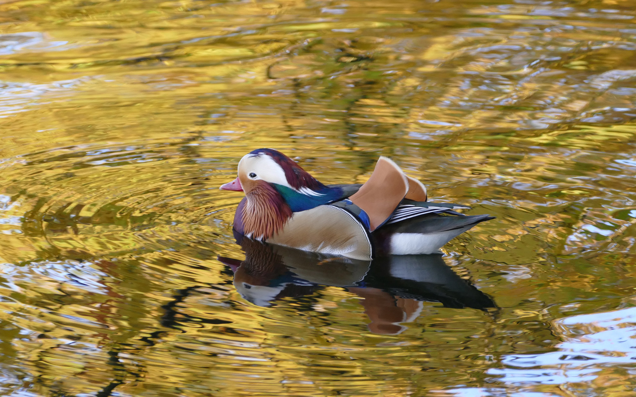 Dresden - Schlosspark Pillnitz