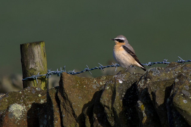 Northern Wheatear