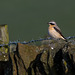 Northern Wheatear