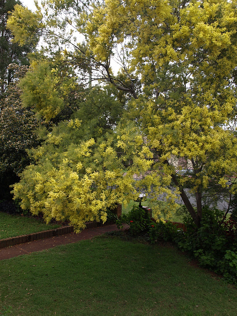 WattleDay 0916