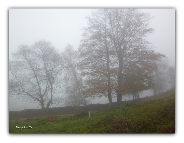 En la niebla