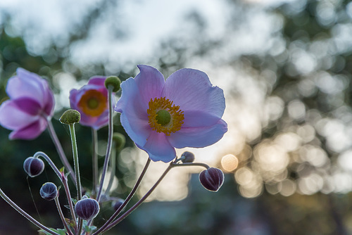 12/2018 (MM 2.0 Nr.40) Anemonenblüte