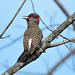 Northern Flicker