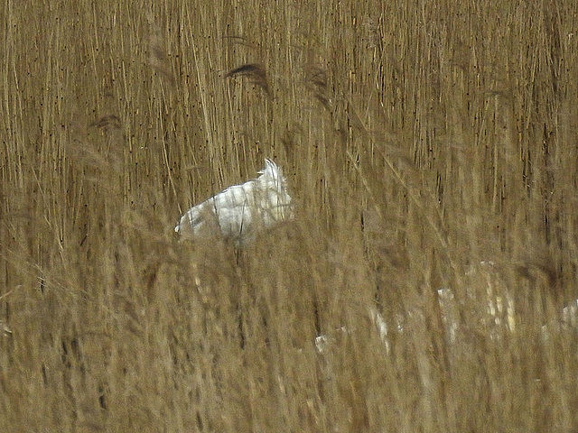 20180403 3387CPw [D~AUR] Löffler (Platalea leucorodia), Leybucht, Greetsiel