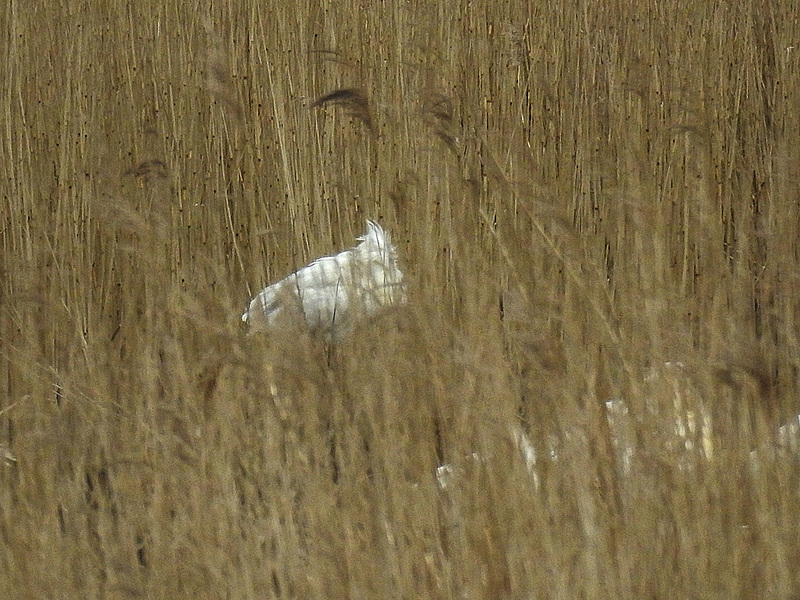 20180403 3387CPw [D~AUR] Löffler (Platalea leucorodia), Leybucht, Greetsiel