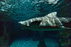 Meeres Auquarium Zella-Mehlis