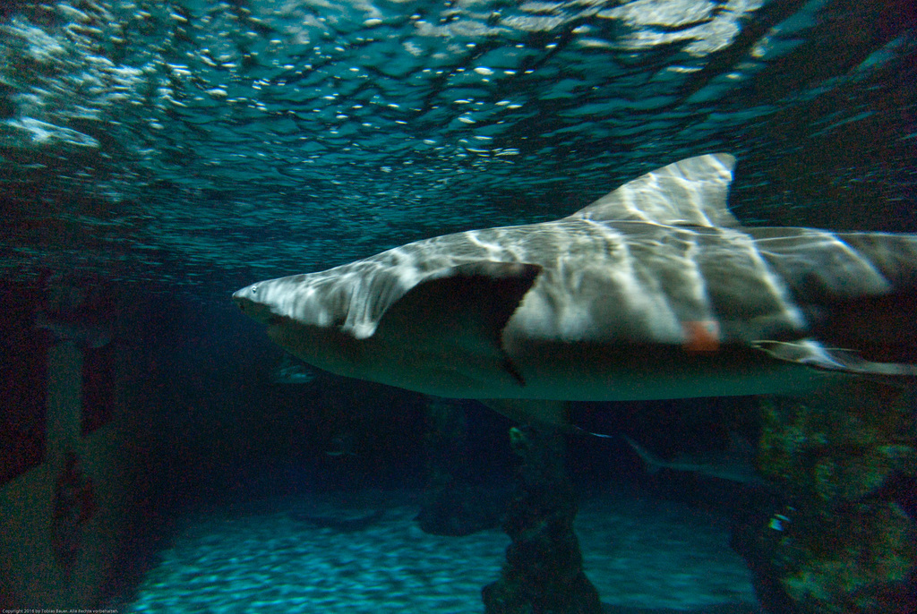 Meeres Auquarium Zella-Mehlis