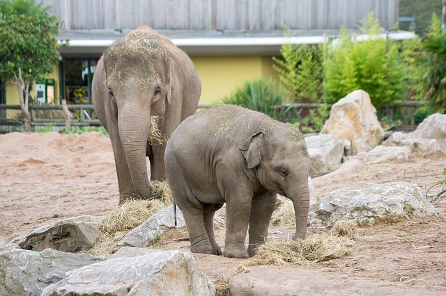 Elephants breakfast