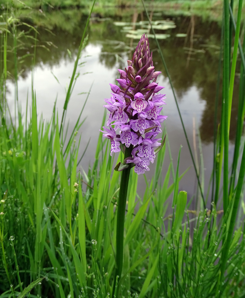 Wild Orchid