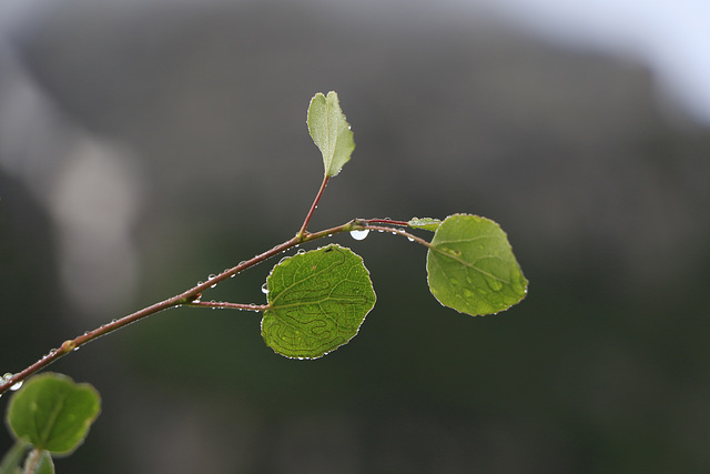 Water Drops on Aspen Leaves