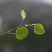 Water Drops on Aspen Leaves