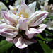 naissance d'un rhododendron,