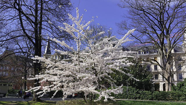 Frühling in Zürich ... hier beim Arboretum/Gen.-Guisan-Quai  (© Buelipix)