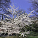 Frühling in Zürich ... hier beim Arboretum/Gen.-Guisan-Quai  (© Buelipix)