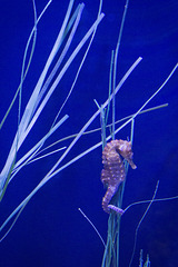 Sea Horse