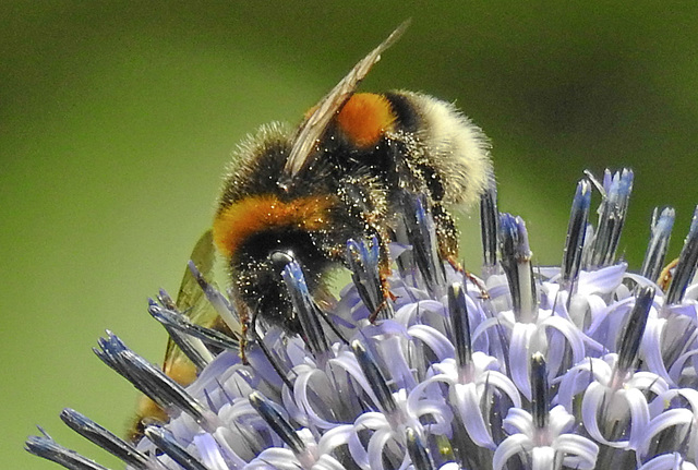 20230716 2186CPw [D~LIP] Kugeldistel, Dunkle Erdhummel (Bombus terrestris), Bad Salzuflen