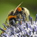 20230716 2186CPw [D~LIP] Kugeldistel, Dunkle Erdhummel (Bombus terrestris), Bad Salzuflen