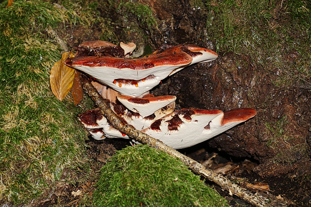 Ein Pilz weint rote Tränen - A fungus weeps red tears