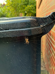 Spinne am Mülleimer Spinne am Mülleimer
