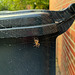Spinne am Mülleimer Spinne am Mülleimer