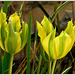 Tulipe 'Green Mile' .............Passez un bon we mes ami(e)s❤️