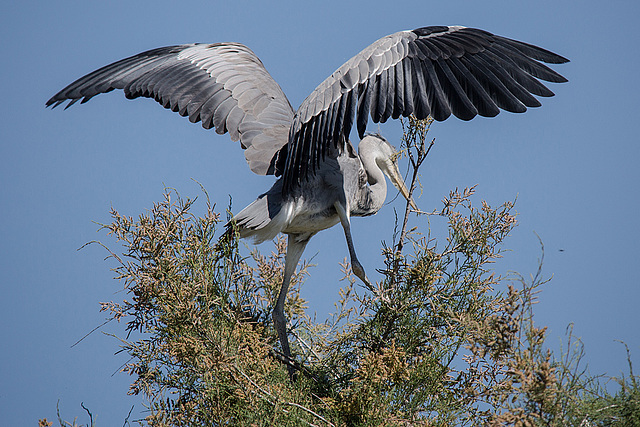 20150518 7878VRTw [R~F] Graureiher (Ardea cinerea), Parc Ornithologique, Camargue