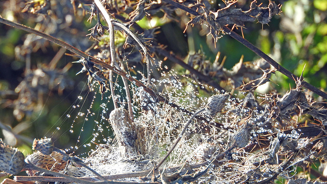 Countryside web