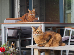 Favourite outdoor places, 1 - for Happy Caturday