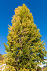 171015 arbre Montreux