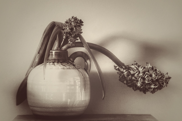 hyacinth 3