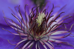 Le coeur de la fleur