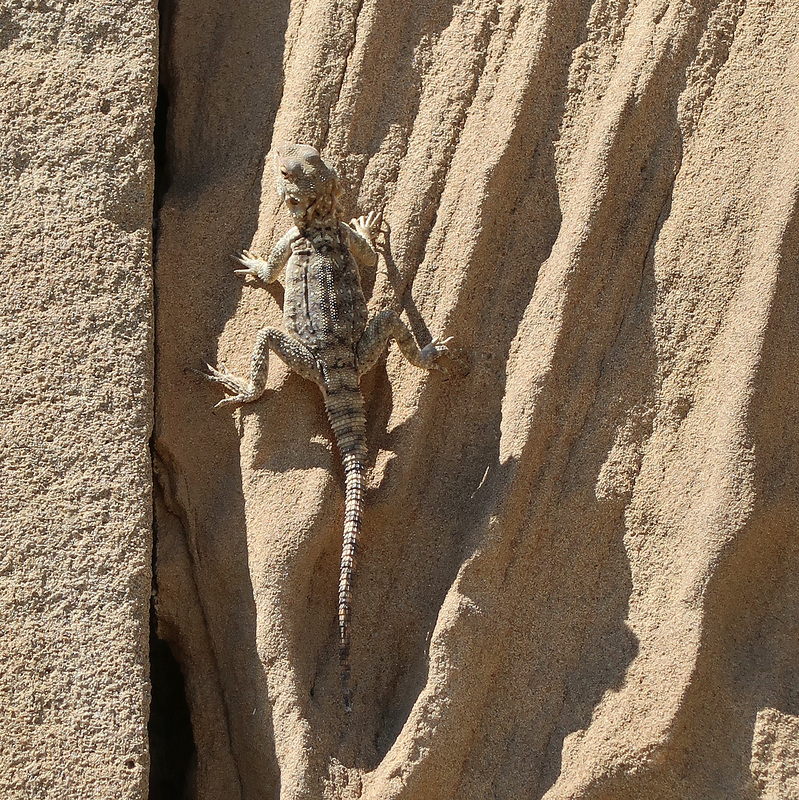 Gecko