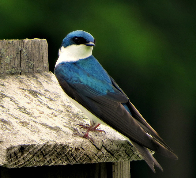 Tree Swallows have arrived