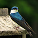 Tree Swallows have arrived