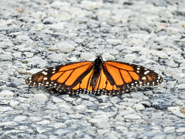 Day 2, Monarch butterfly, Rockport, South Texas