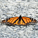 Day 2, Monarch butterfly, Rockport, South Texas