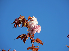 cerisier japonnais