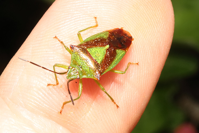 IMG 1742Shieldbug