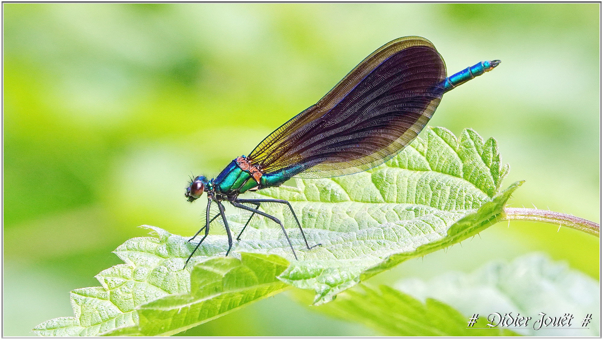 Caloptéryx Vierge (Calopteryx virgo)