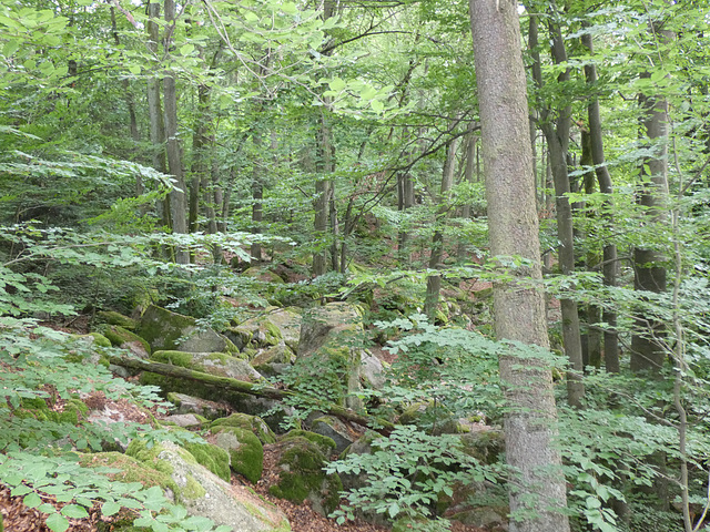 an der Steinklamm