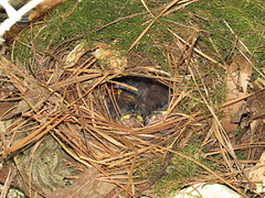 Baby wrens 23 June 2020