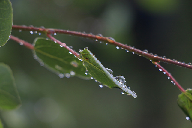 Water Drops on Aspen Leaves