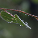 Water Drops on Aspen Leaves