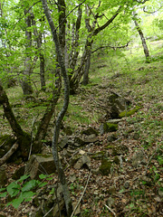 20230606 -08 Lozère tritons (22)